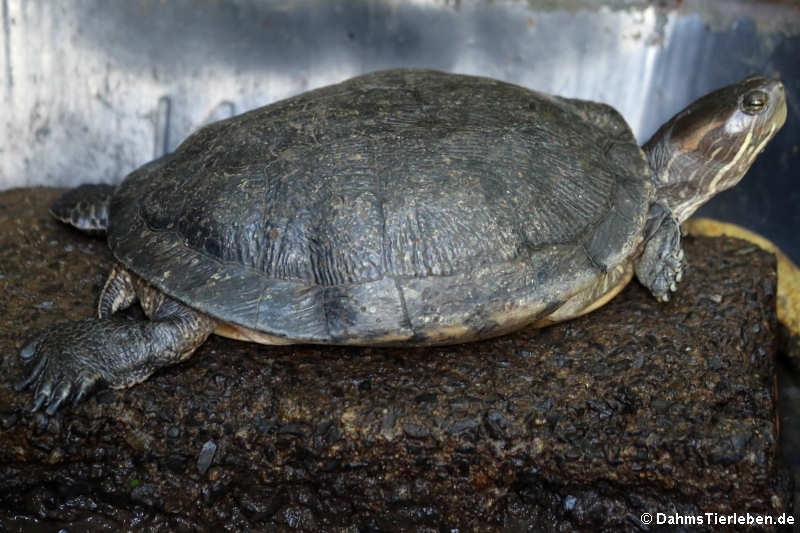 Rotwangen-Schmuckschildkröte (Trachemys scripta elegans)