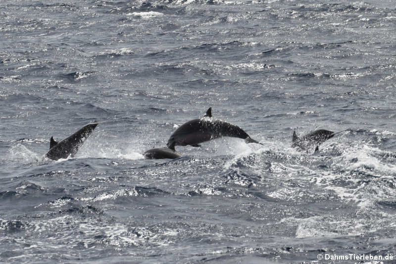 Große Tümmler (Tursiops truncatus)