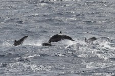 Große Tümmler (Tursiops truncatus) vor Saint Lucia