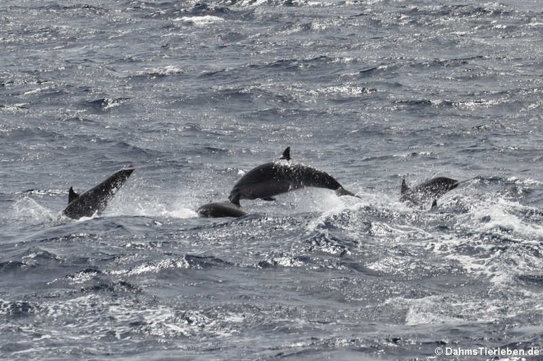 Tursiops truncatus