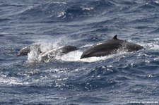 Große Tümmler (Tursiops truncatus) vor Saint Lucia