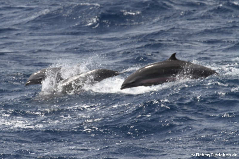 Große Tümmler (Tursiops truncatus)