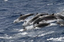 Große Tümmler (Tursiops truncatus) vor Saint Lucia