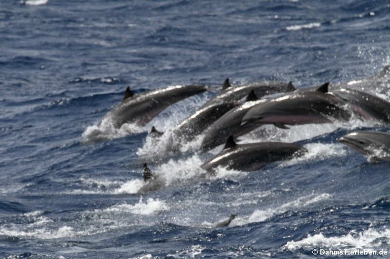 Tursiops truncatus