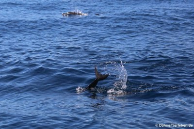 Große Tümmler (Tursiops truncatus)