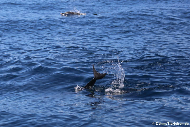 Große Tümmler (Tursiops truncatus)