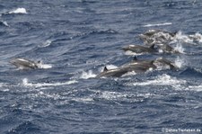 Große Tümmler (Tursiops truncatus) vor Saint Lucia