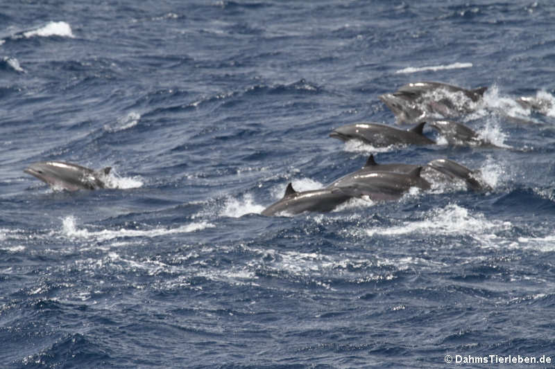 Große Tümmler vor St. Lucia (Tursiops truncatus)