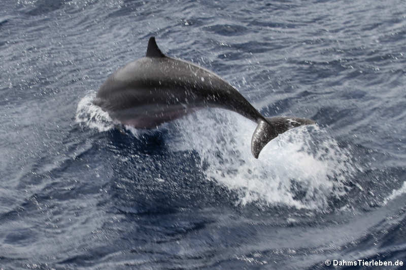 Tursiops truncatus