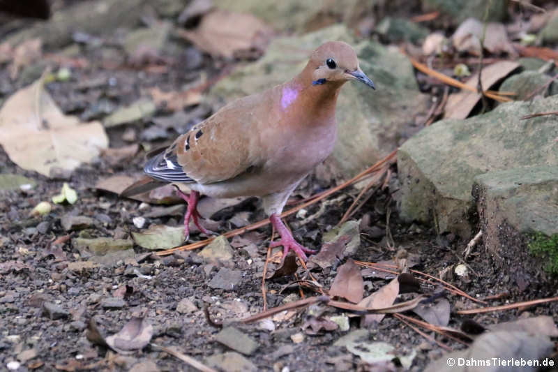 Küstentaube (Zenaida aurita aurita)