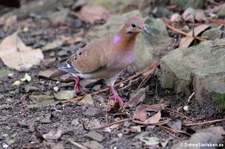 Küstentaube (Zenaida aurita aurita) auf St. Lucia