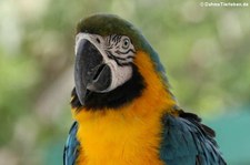 Gelbbrustara (Ara ararauna) im St. Maarten Zoological Park