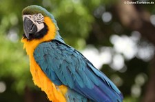 Gelbbrustara (Ara ararauna) im St. Maarten Zoological Park