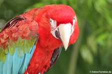 Grünflügelara (Ara chloropterus) im St. Maarten Zoological Park