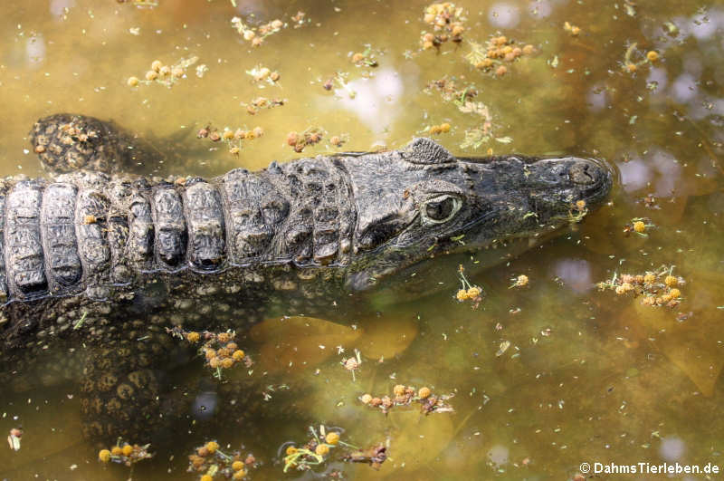 Brillenkaiman (Caiman yacare)