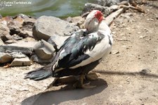 Warzenente (Cairina moschata f. domestica) auf Saint Martin