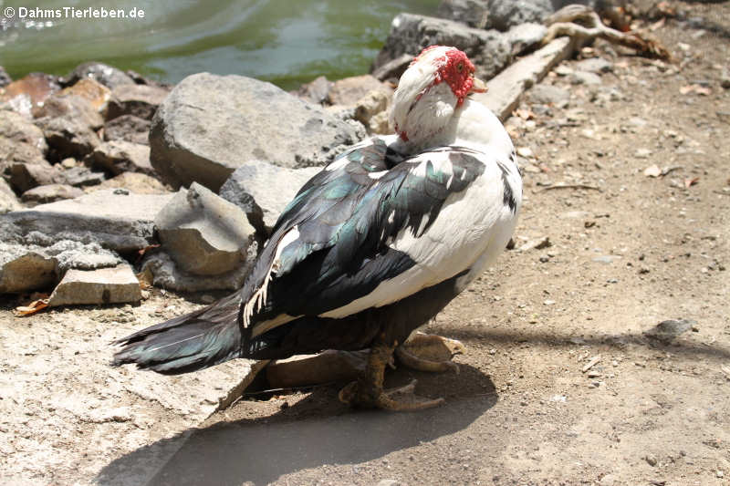 Cairina moschata f. domestica