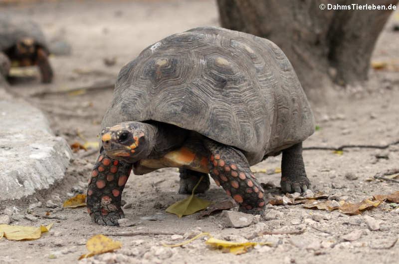 Chelonoidis carbonarius
