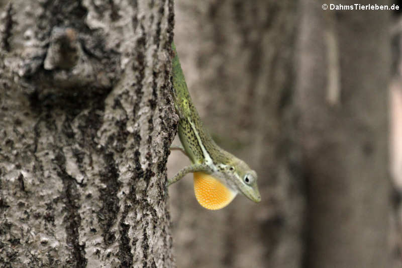 Anolis gingivinus