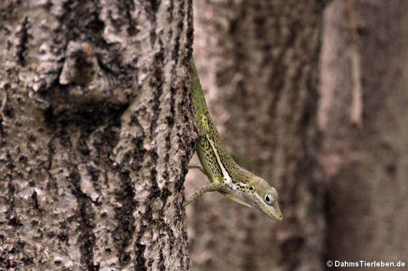 Anolis gingivinus