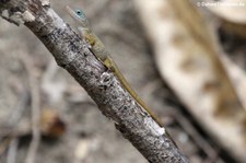 St. Martin-Anolis auf dem niederländischen Teil der Insel Saint-Martin