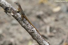 St. Martin-Anolis (Anolis pogus) auf dem niederländischen Teil der Insel Saint-Martin