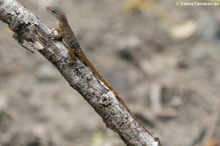 Anolis pogus