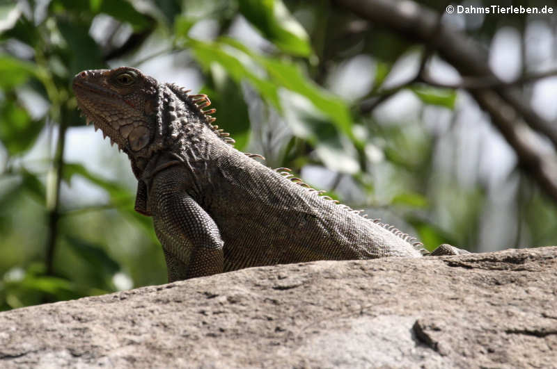 Iguana iguana