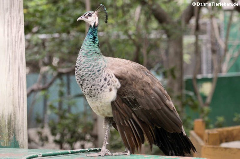 Pavo cristatus female