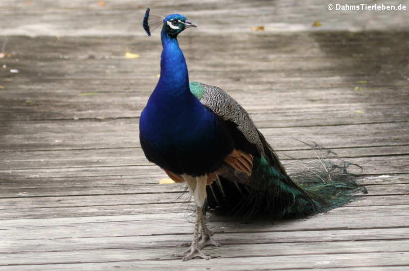 >männlicher Blauer Pfau (Pavo cristatus)