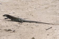 Pholidoscelis plei analifera auf Sint Maarten