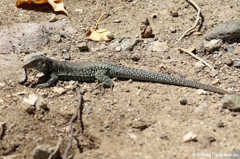 Pholidoscelis plei analiferus