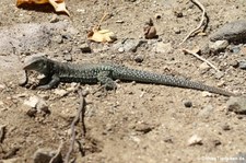 Pholidoscelis plei analifera auf Sint Maarten