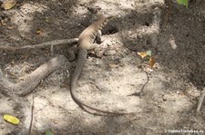 Pholidoscelis plei analifera auf Sint Maarten