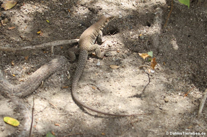 Pholidoscelis plei analiferus Pholidoscelis_plei_analiferus-5