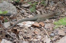 Pholidoscelis plei analifera auf Sint Maarten