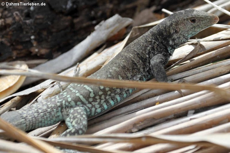 Pholidoscelis plei analiferus