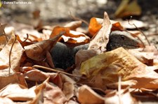 Pholidoscelis plei analiferus
auf Sint Maarten Pholidoscelis plei analiferusa-2