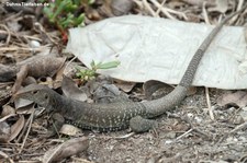 Pholidoscelis plei analifera auf Sint Maarten