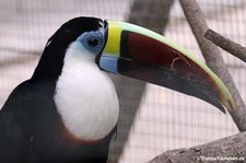 Weißbrusttukan (Ramphastos tucanus) auf Sint Maarten