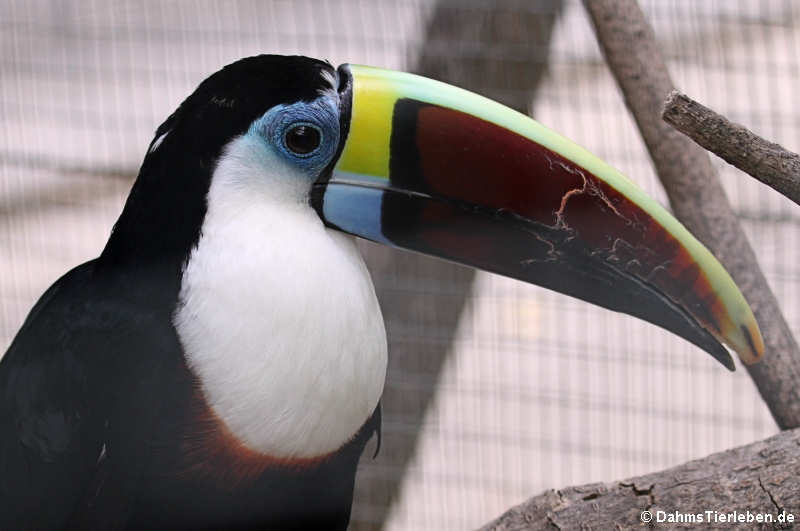 Weißbrusttukan (Ramphastos tucanus)