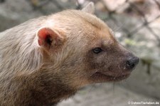 Waldhund (Speothos venaticus) im St. Maarten Zoological Park