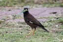 Acridotheres tristis tristis