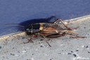 Gryllus bimaculatus