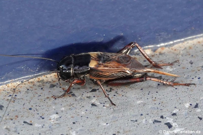 Gryllus bimaculatus