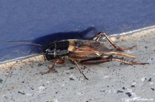 Gryllus bimaculatus-5