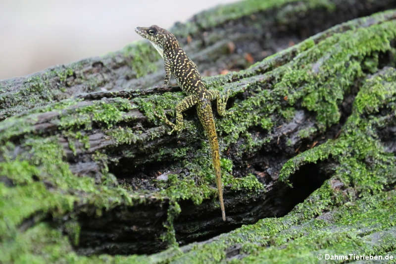 Martinique-Anolis (Anolis roquet)