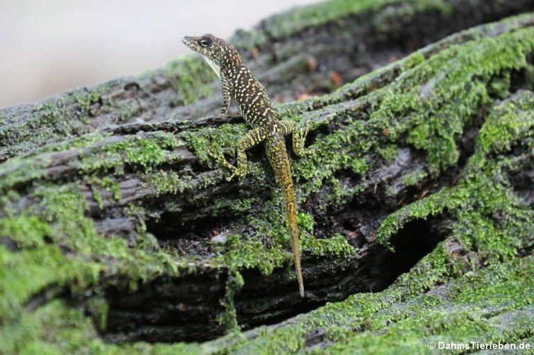 Anolis roquet summus