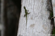 Martinique-Anolis (Anolis roquet) auf der Îlet Chancel, Martinique