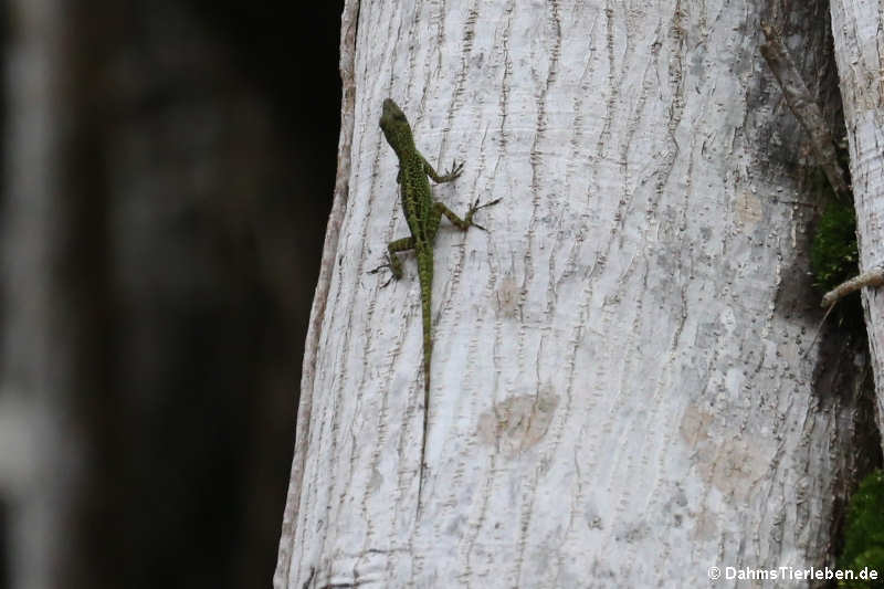 Martinique-Anolis Anolis roquet-3